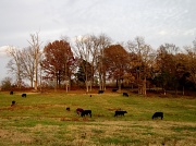 13th Nov 2011 - Peaceful Pasture