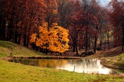 14th Nov 2011 - Serenity Pond
