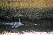 13th Nov 2011 - Chasing Heron