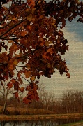 14th Nov 2011 - A Fall Afternoon On Canvas