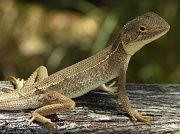 13th Nov 2011 - Jacky Lizard