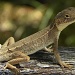 Jacky Lizard by ubobohobo
