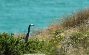 14th Nov 2011 - White Face Heron and Turquoise sea