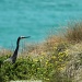 White Face Heron and Turquoise sea by lbmcshutter