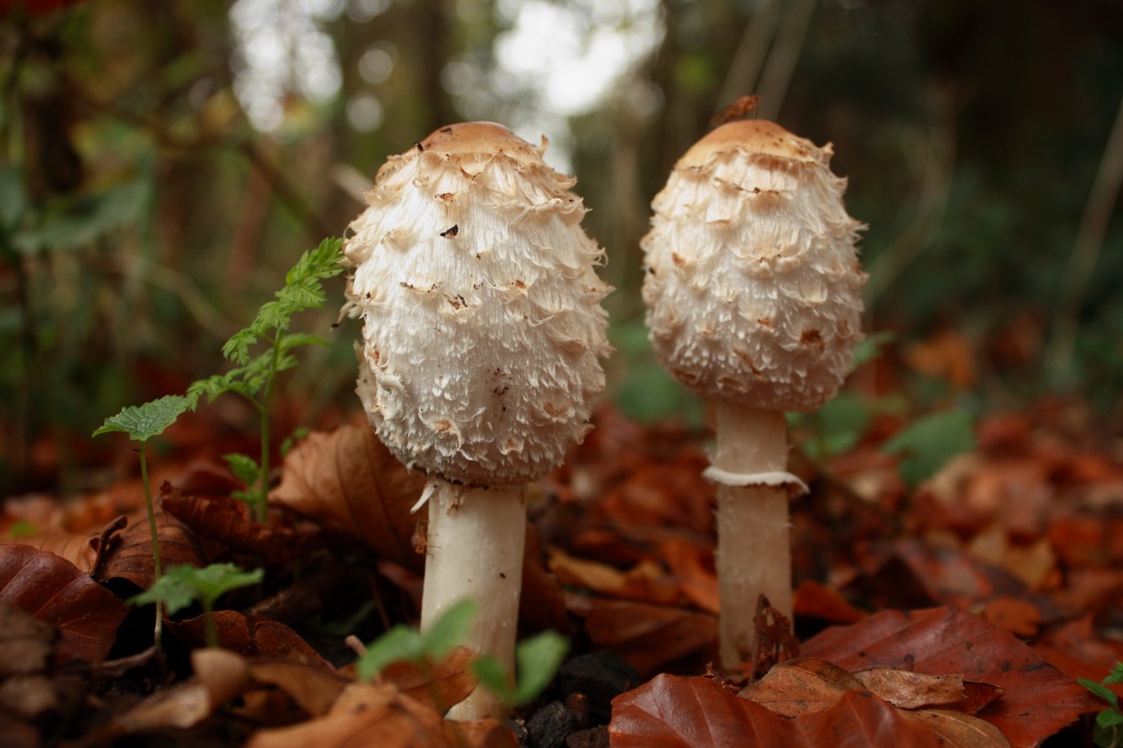 Shaggy Ink Cap (Coprinus Comatus) by natsnell