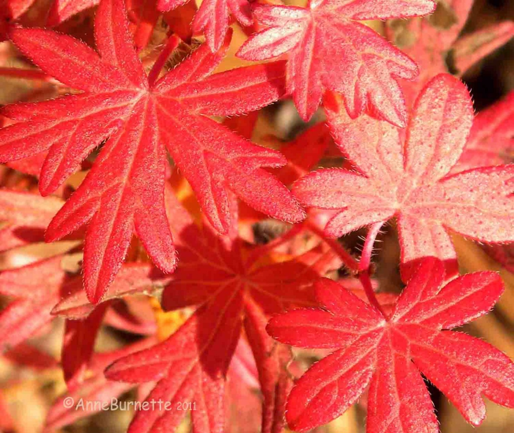 Geranium by sunnygreenwood