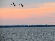 14th Nov 2011 - Swan stalking