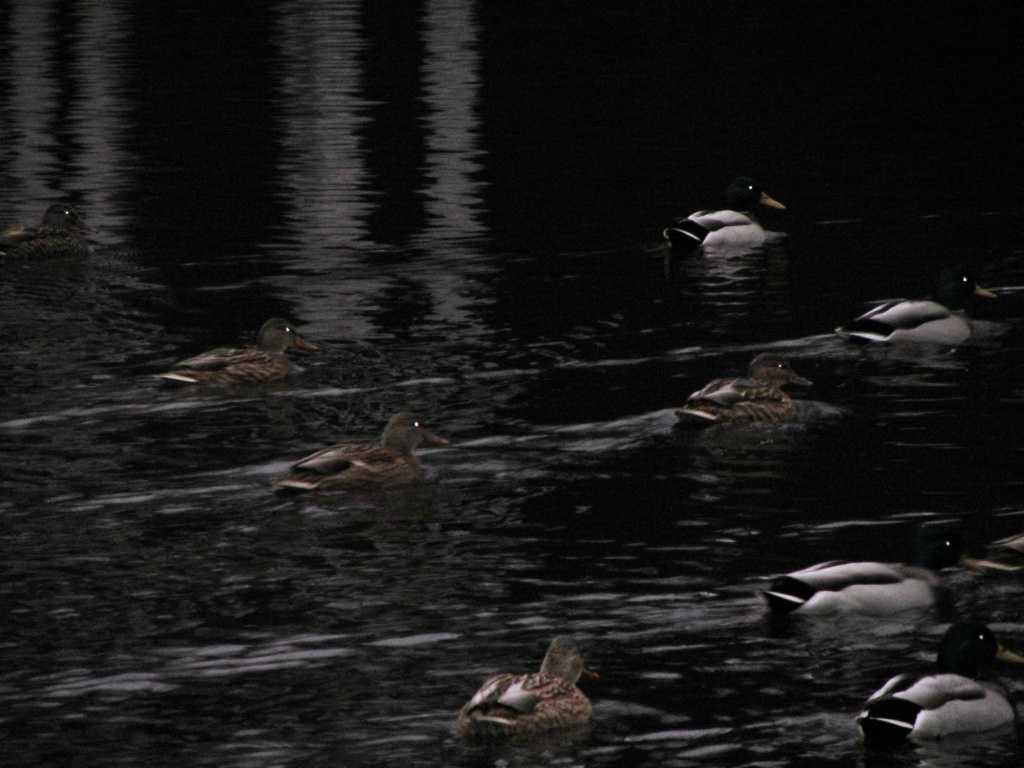 Ducks in the dark IMG_0723 by annelis