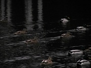 14th Nov 2011 - Ducks in the dark IMG_0723