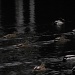 Ducks in the dark IMG_0723 by annelis