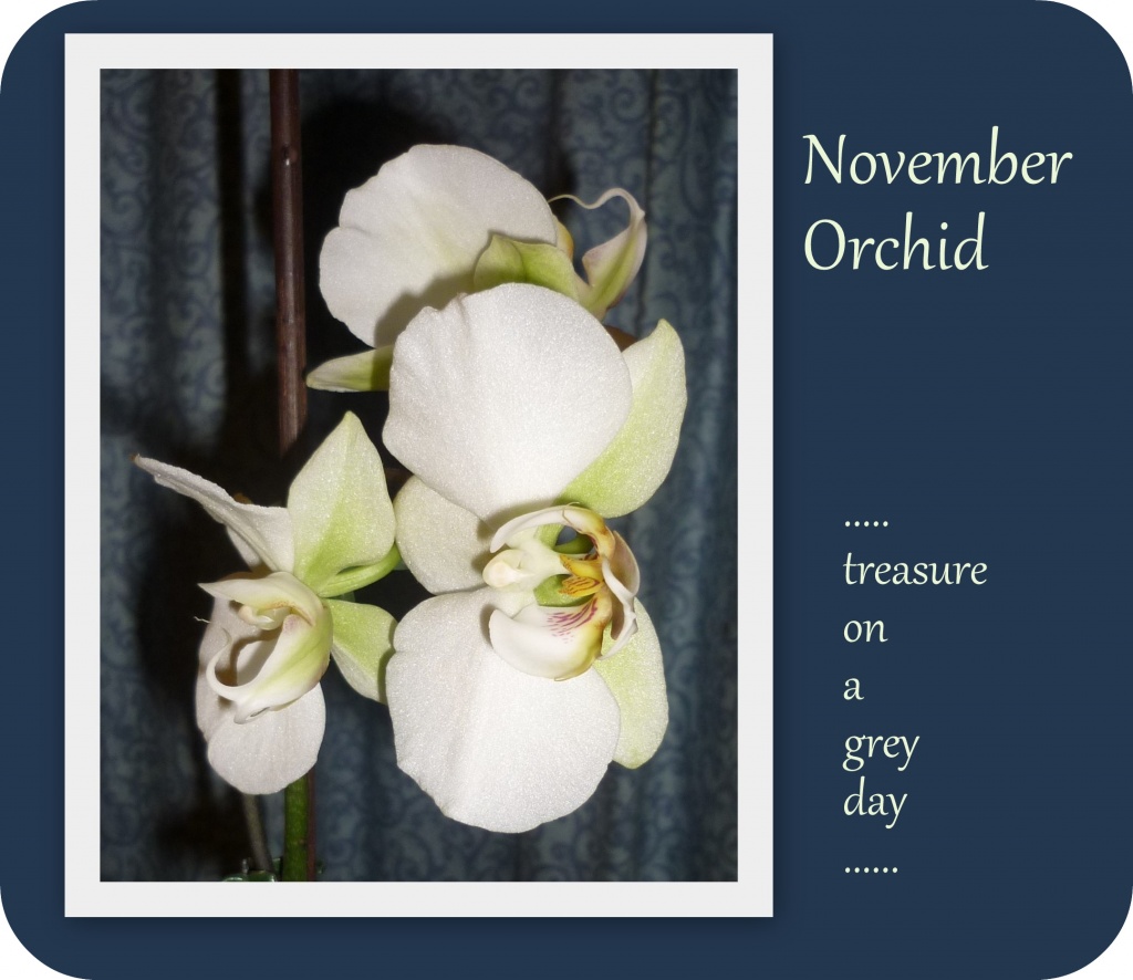 November Orchid by sarah19