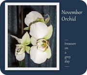 14th Nov 2011 - November Orchid