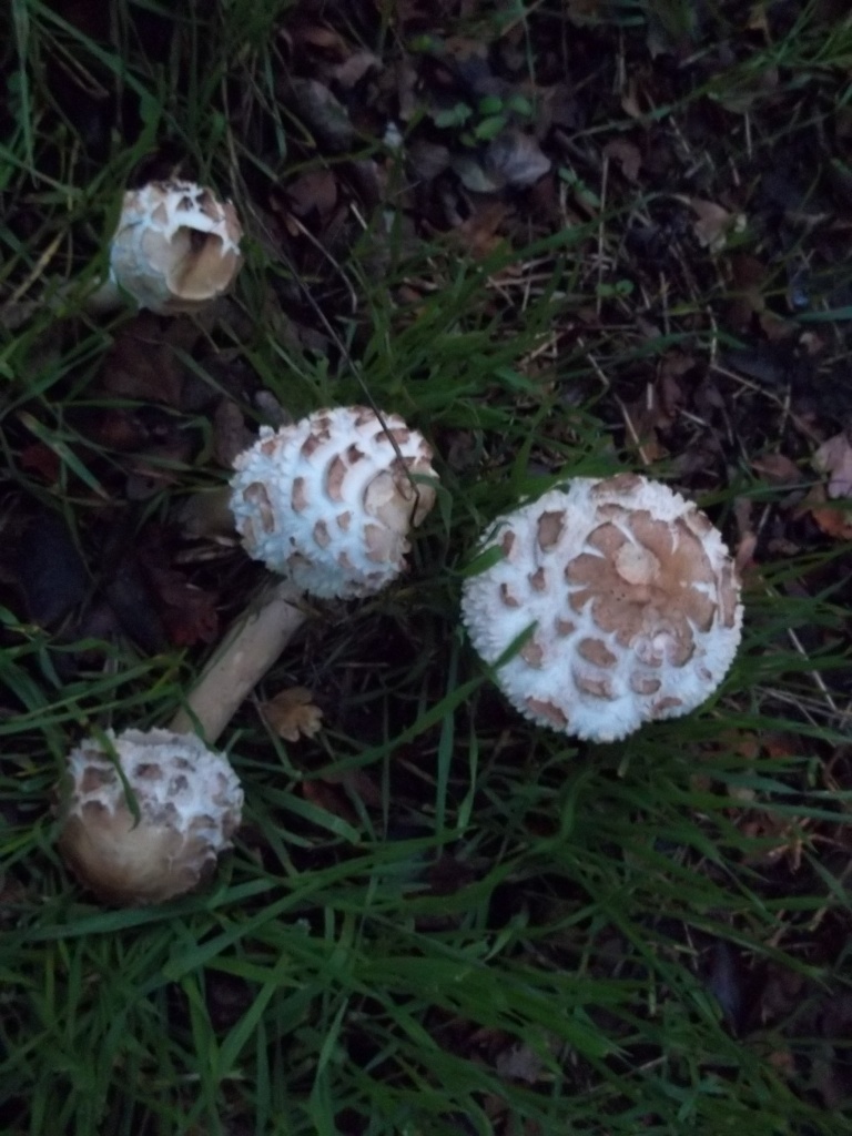 Mushrooms, or toadstools? by rosbush