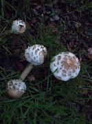 14th Nov 2011 - Mushrooms, or toadstools?