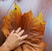 14th Nov 2011 - Hand Some Leaf!