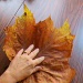 Hand Some Leaf! by grammyn