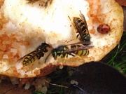 14th Nov 2011 - Wasps in November?!