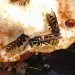 Wasps in November?! by filsie65