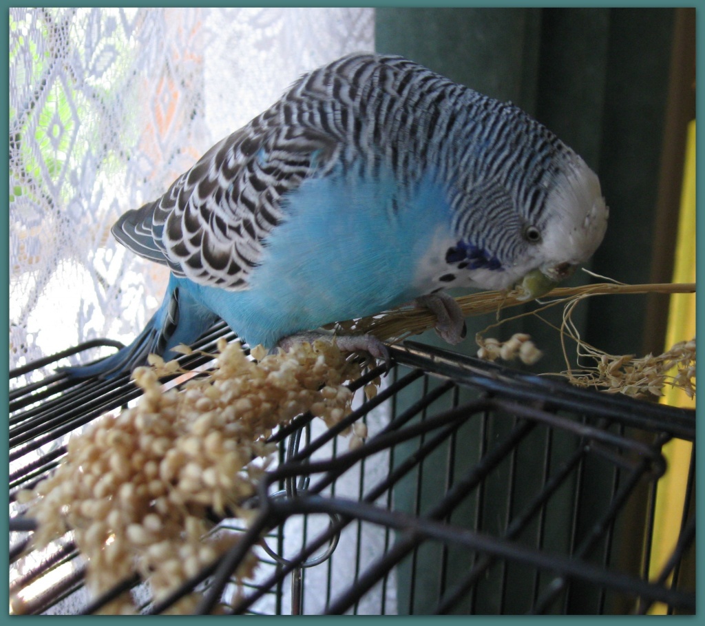 Yippee!  Millet! by mozette