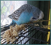 15th Nov 2011 - Yippee!  Millet!