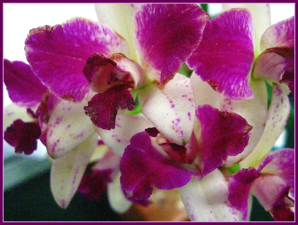 Judy's Orchid  by olivetreeann