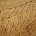 wire fence by reba