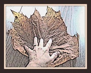 14th Nov 2011 - Framed Leaf