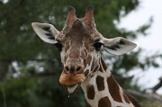 14th Nov 2011 -  Pavlov's Giraffe