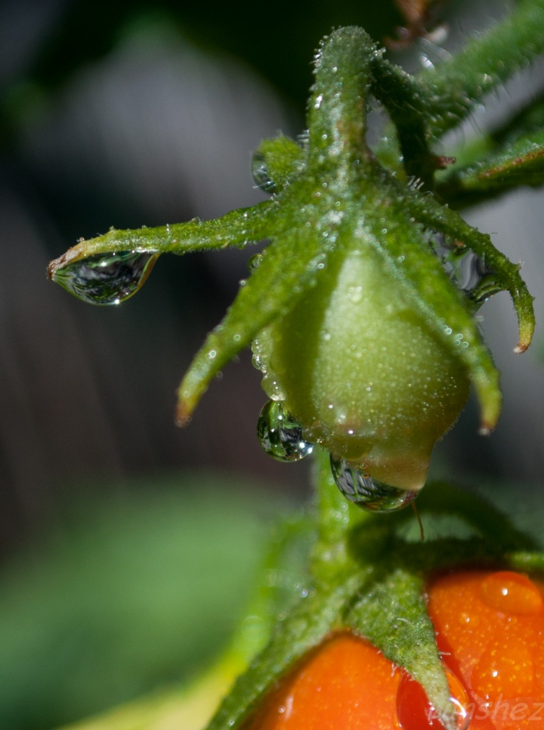 in the garden grows tomatoes by winshez