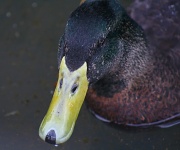 15th Nov 2011 - Quack