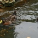 Another duckie picture by mittens