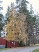 16th Nov 2011 - Birches IMG_0748