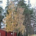 Birches IMG_0748 by annelis