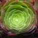 Succulent by salza