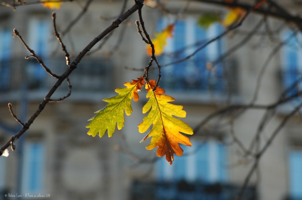 Autumn in Paris by parisouailleurs
