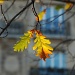 Autumn in Paris by parisouailleurs
