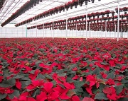15th Nov 2011 - Christmas is coming - Poinsettias in the greenhouse almost ready to ship