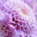 Pink Flower by itsonlyart