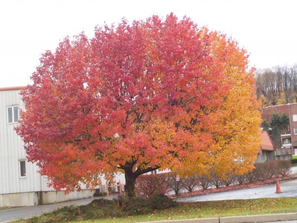 Colorful Fall Tree by julie