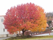 15th Nov 2011 - Colorful Fall Tree