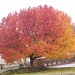 Colorful Fall Tree by julie