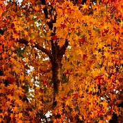 13th Nov 2011 - Tree