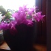 christmas cactus early by sarah19