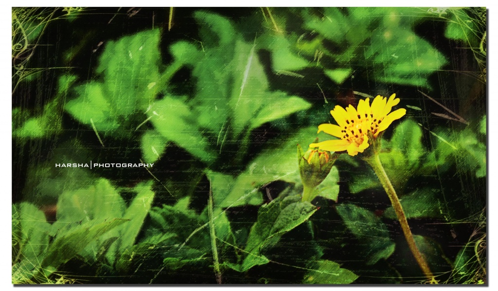 Flower by harsha