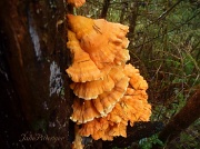 16th Nov 2011 - Orange Dancing Dress for Tree Spirits