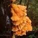 Orange Dancing Dress for Tree Spirits by jgpittenger