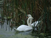 16th Nov 2011 - Swans
