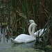Swans by busylady