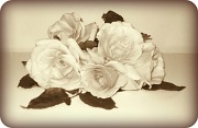 16th Nov 2011 - Olde Roses
