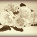 Olde Roses by filsie65